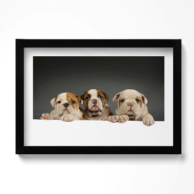 Keretezett kép Három kiskutya