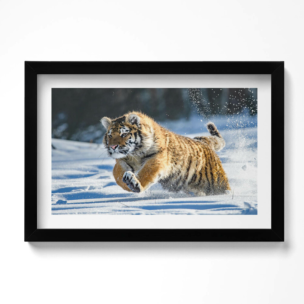 Kép keretben Bolyhos tigris a hóban