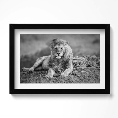 Kép keretben Fenséges oroszlán állat
