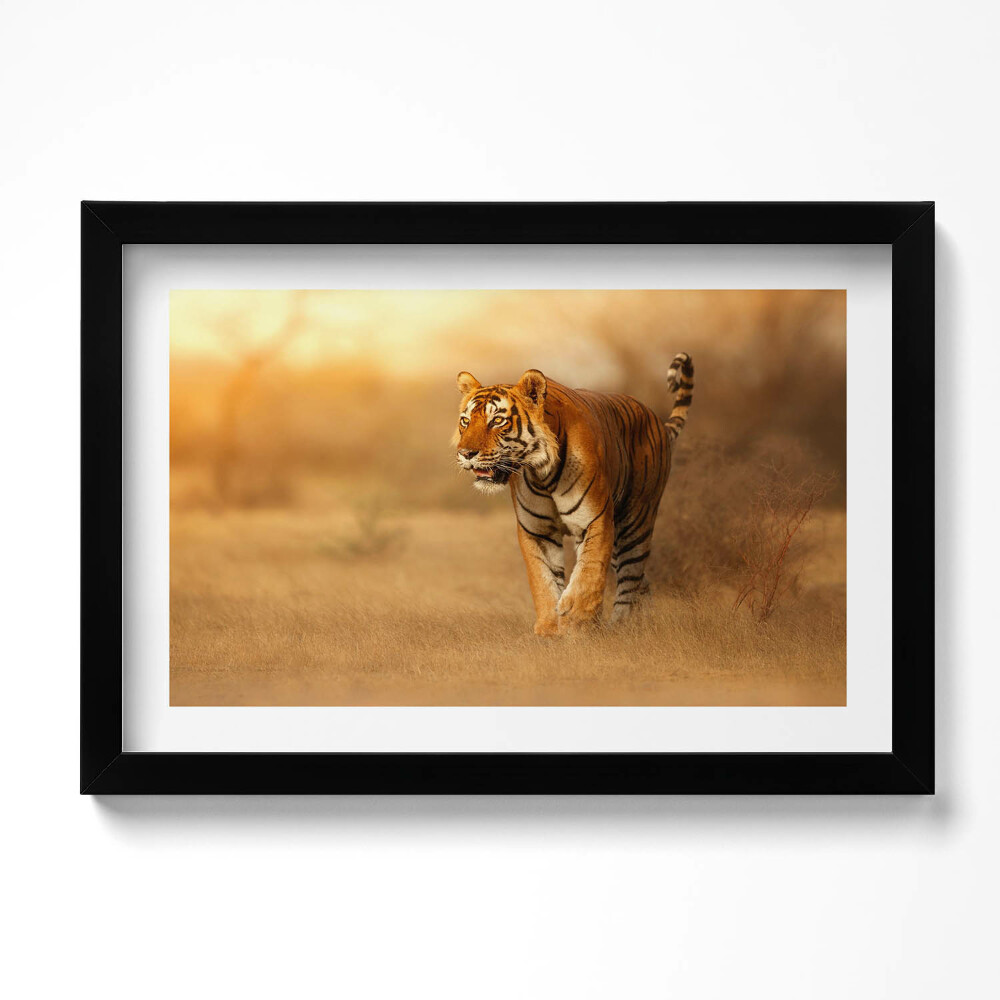 Keretezett kép Vad tigris a vadászaton