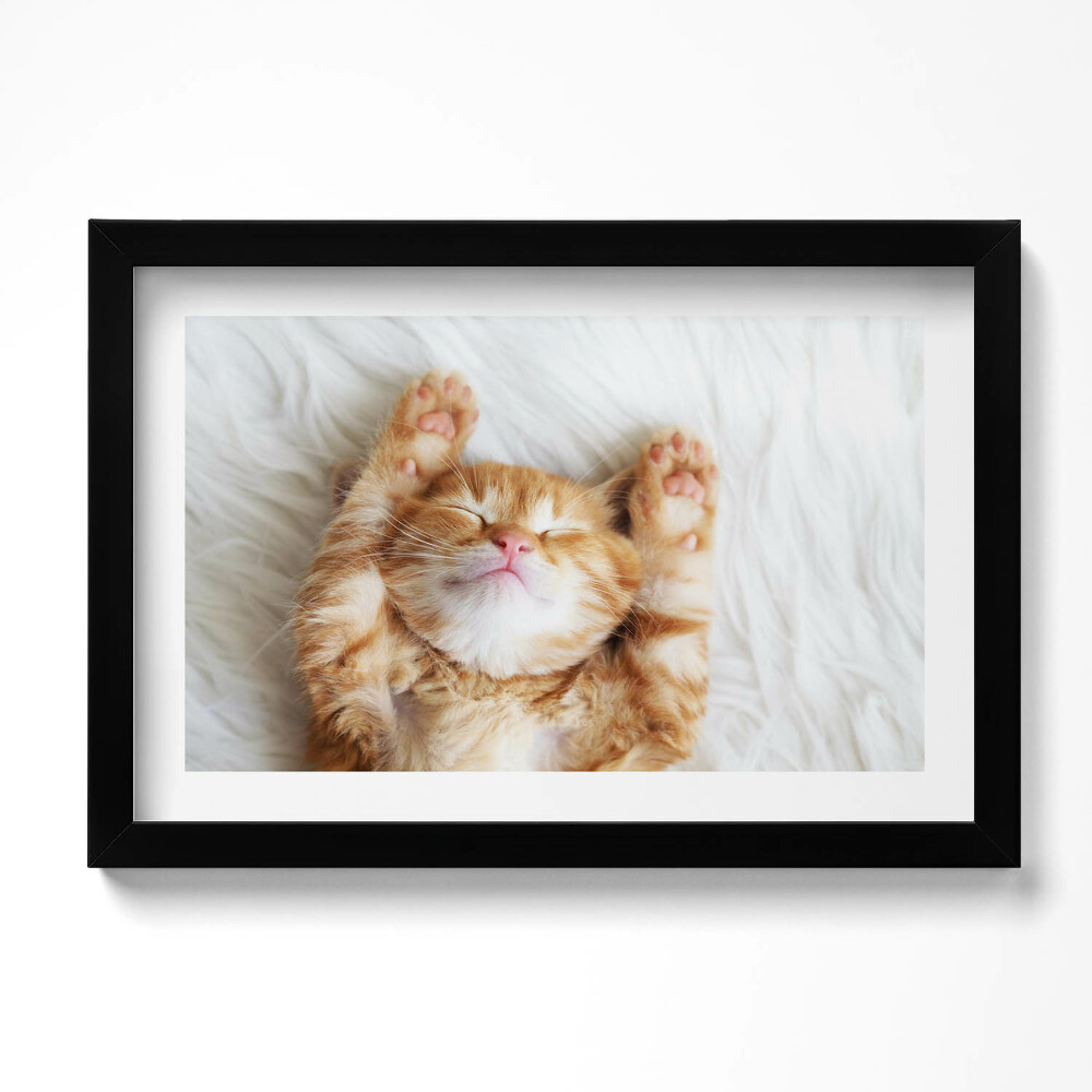 Keretezett kép Kis alvó macska