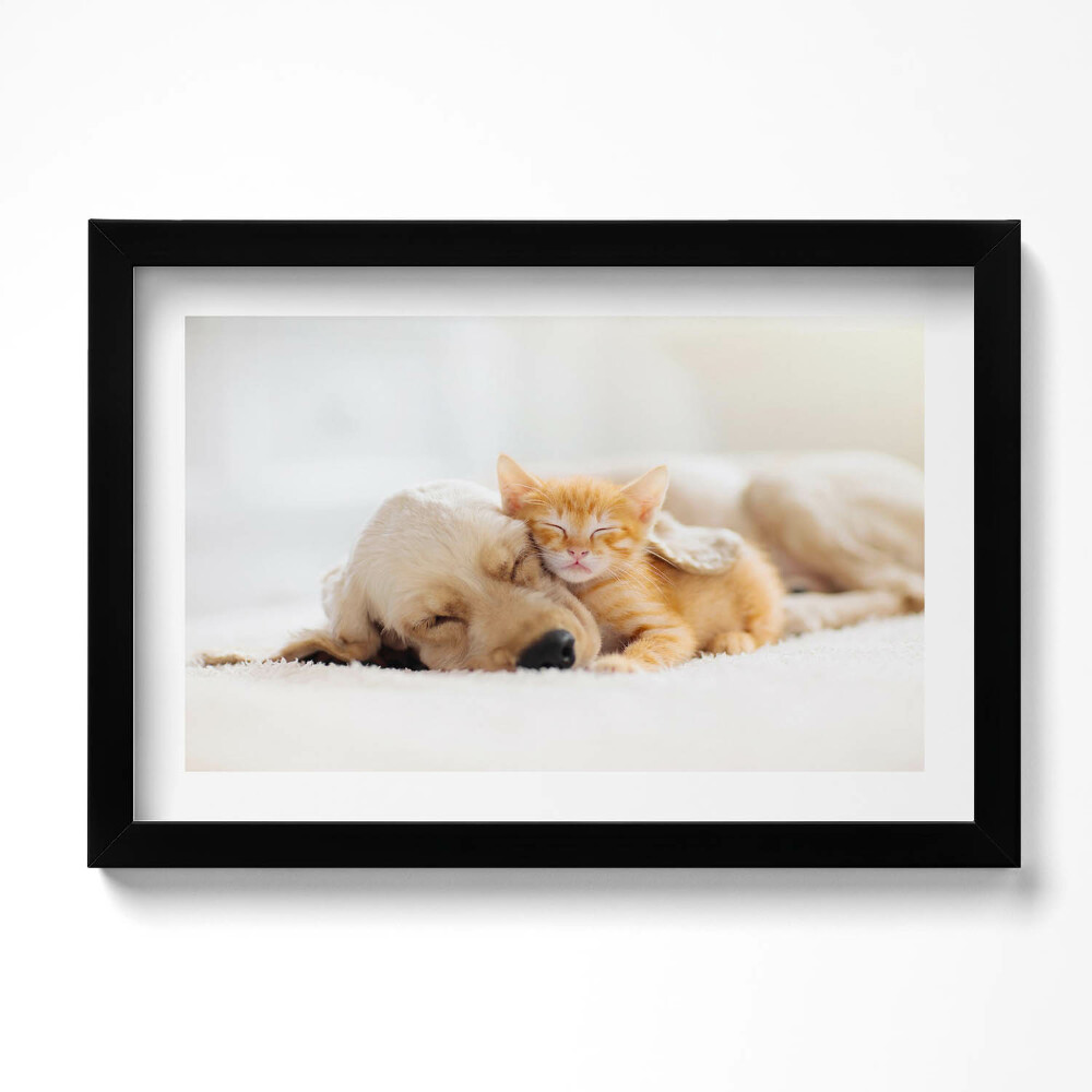 Keretezett kép Alvó állatok macska és kutya