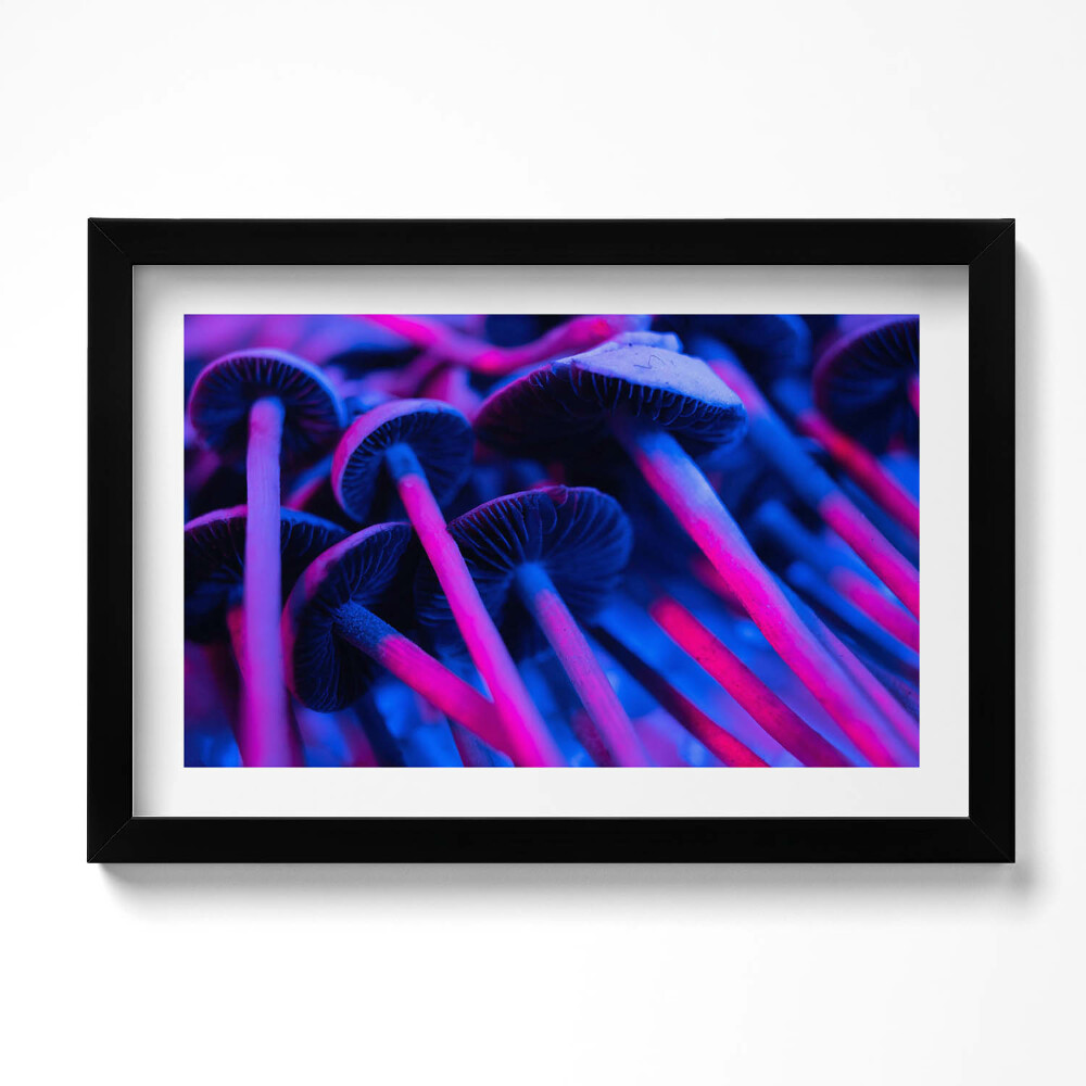 Keretezett kép Varázslatos színes gombák