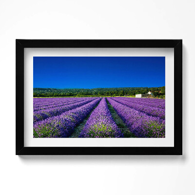 Keretezett kép Levendulamező Provence-ban