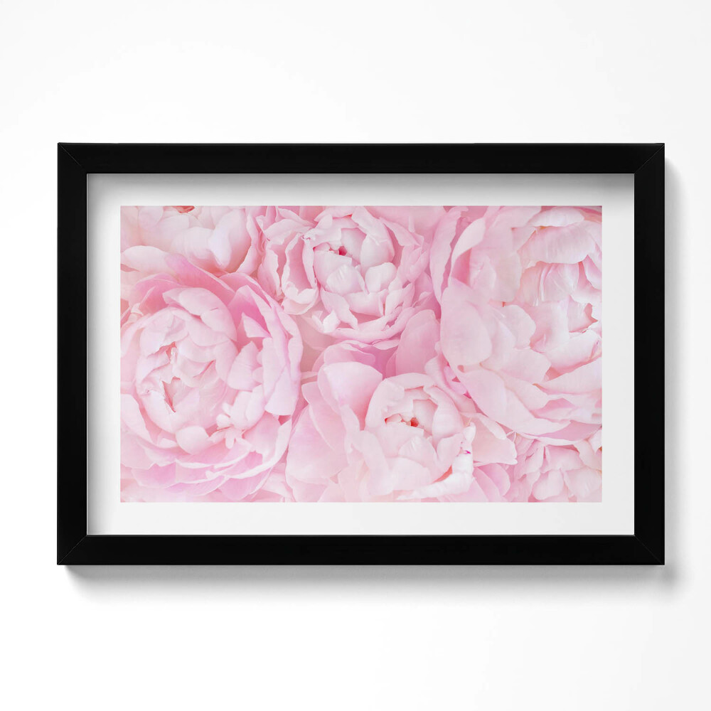 Keretezett kép Finom bazsarózsák