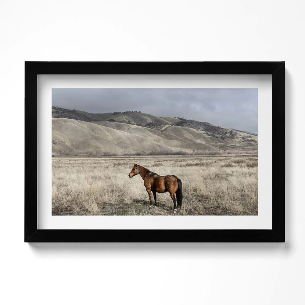 Keretezett kép Lovacska füvek között