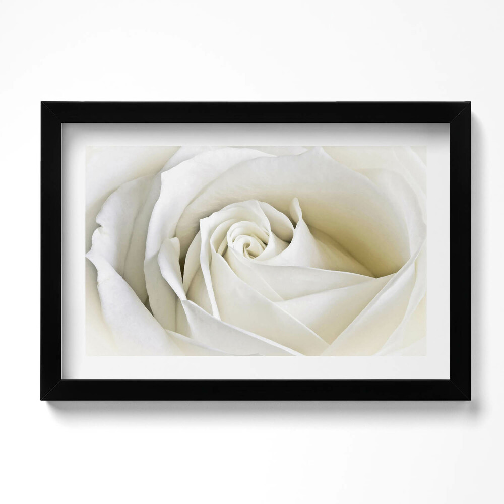 Kép keretben Finom fehér rózsaszirmok