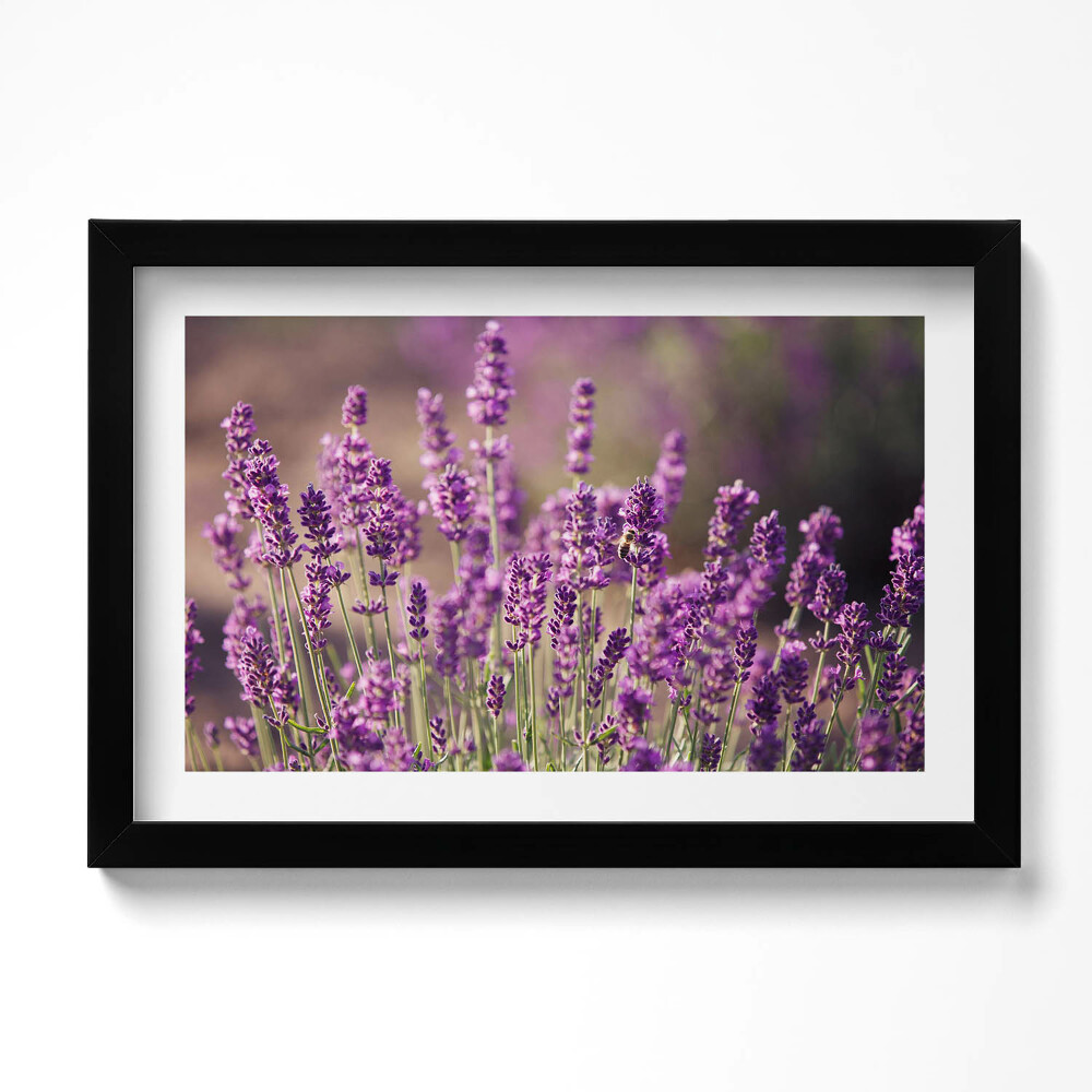 Keretezett kép Levendulavirágos rét