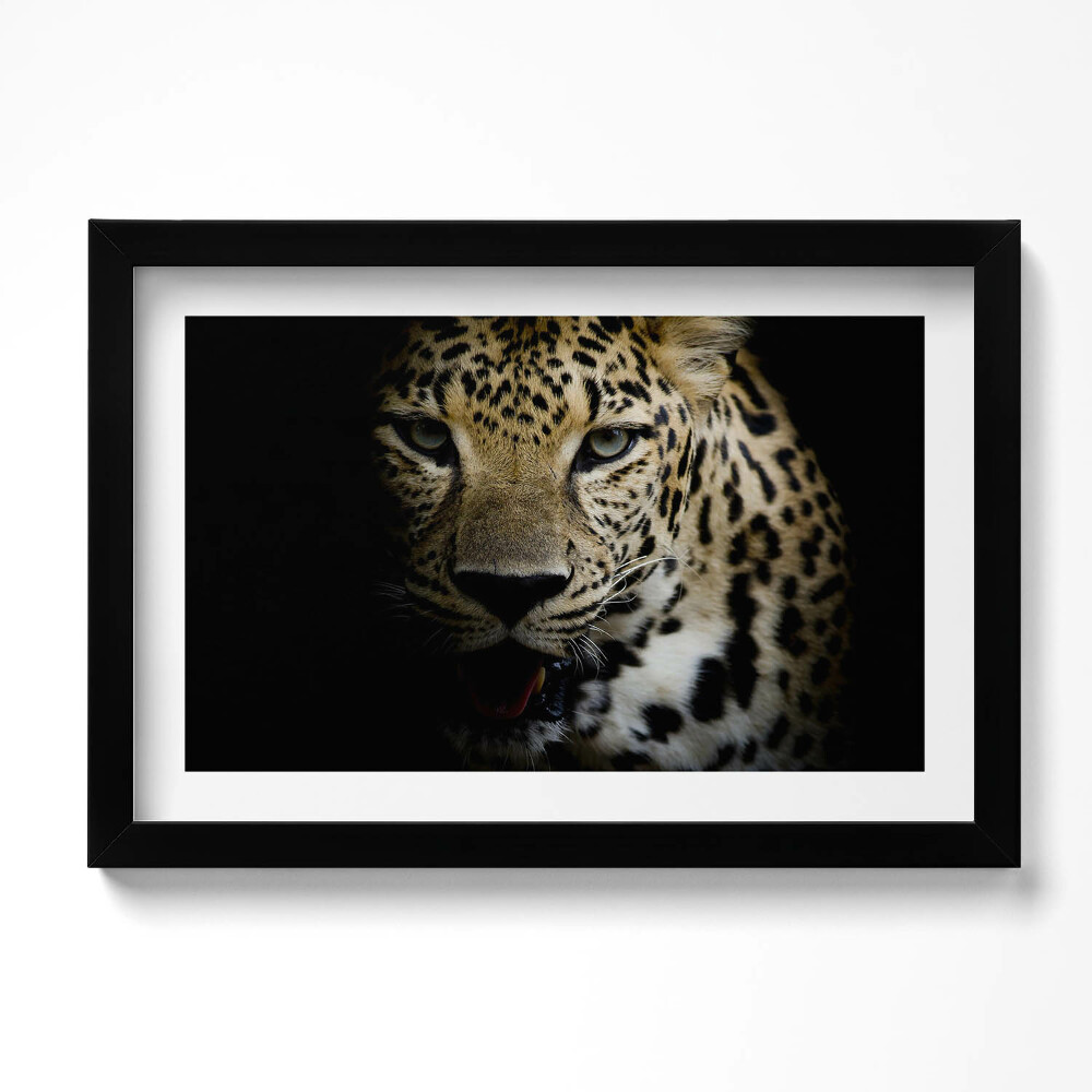 Kép keretben Vad tigrismacska feketében