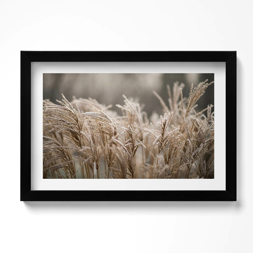 Keretezett kép Boho delicate grasses