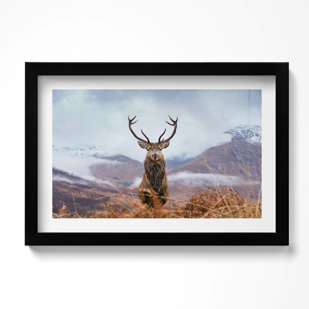 Keretezett kép Deer on mountain glade