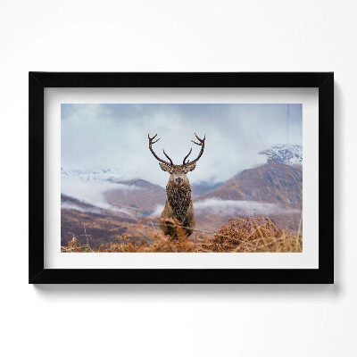 Keretezett kép Deer on mountain glade