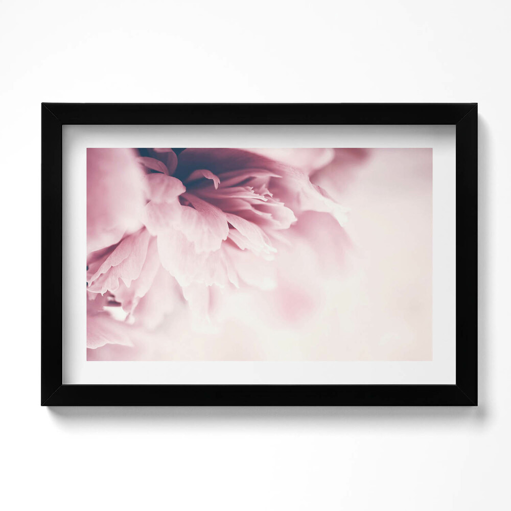 Kép keretben Close-up of peony petals