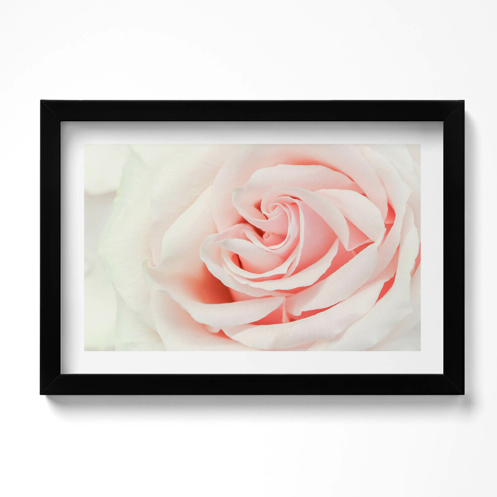 Keretezett kép Close-up of rose petals