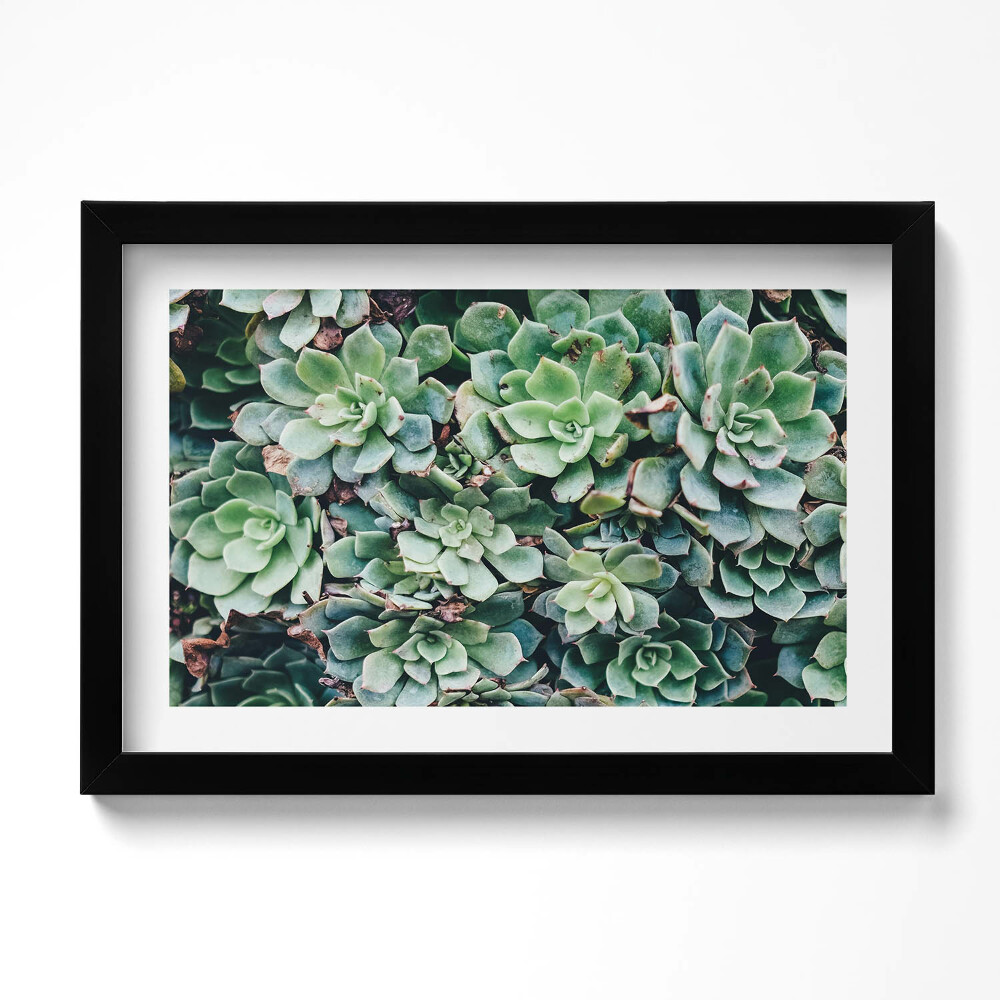 Kép keretben Zöld szukkulens növények