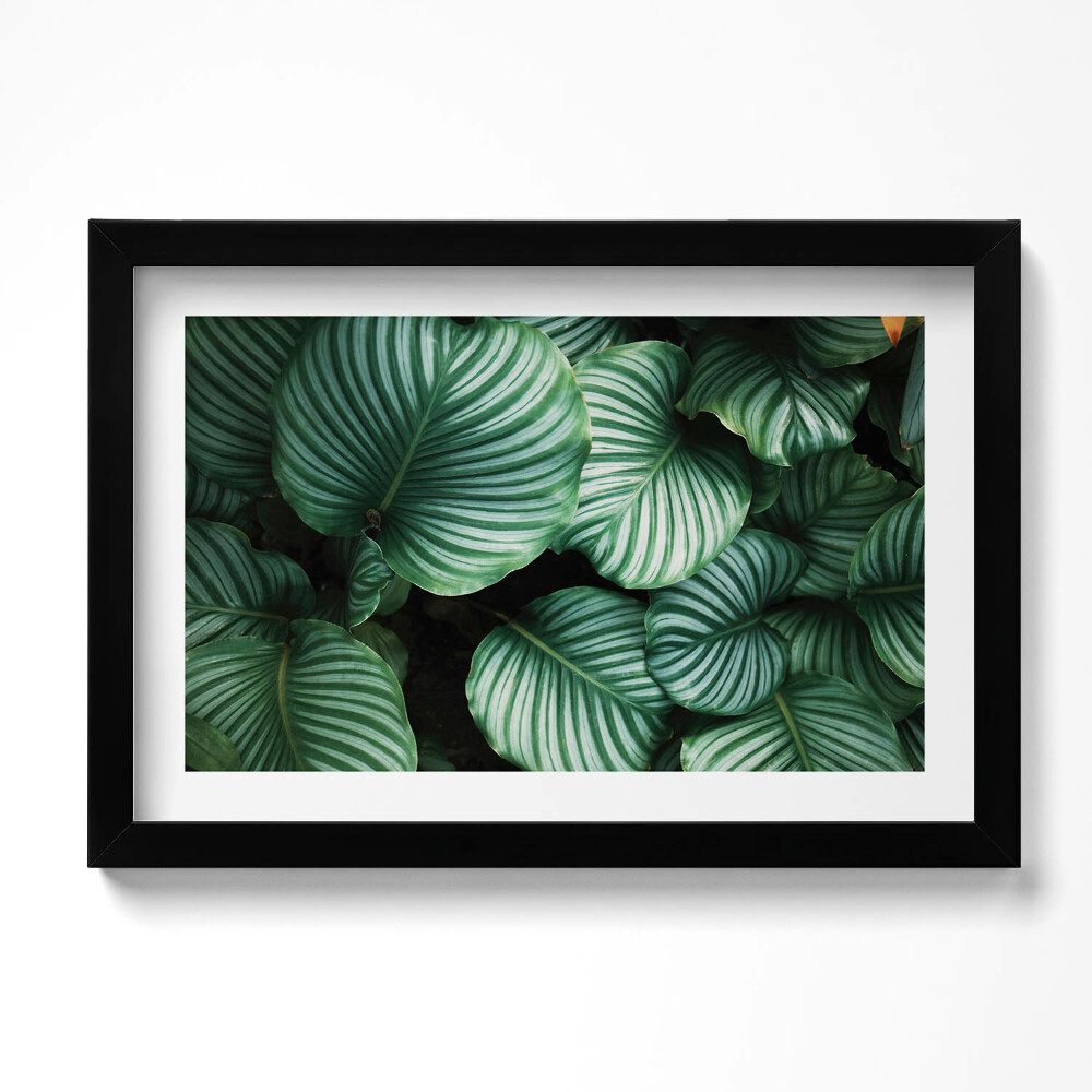 Keretezett kép Nagy zöld levelek