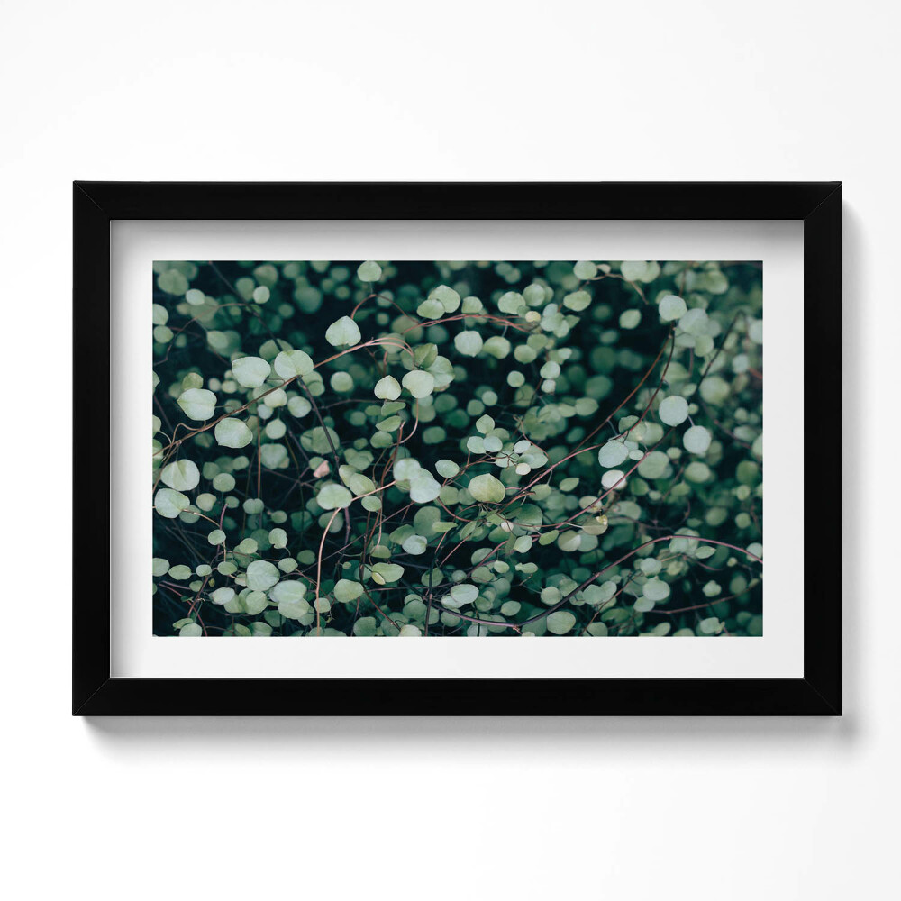 Kép keretben Csüngő levelű növények