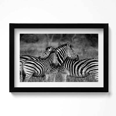 Keretezett kép Ölelkező zebrák