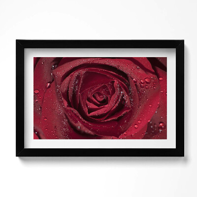 Keretezett kép Közelkép vörös rózsáról harmatban