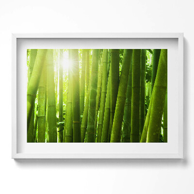 Kép keretben Zöld bambuszerdő napfény