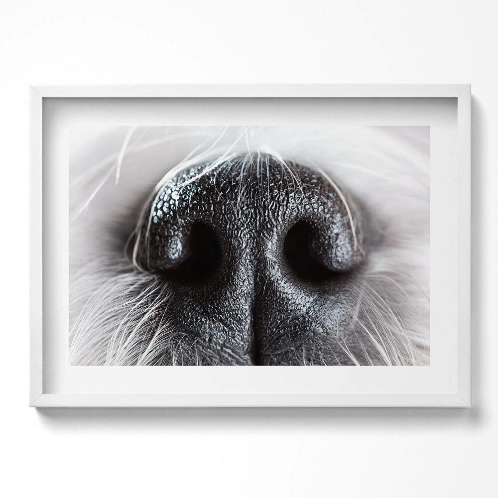 Kép keretben Fekete lóorr közeli felvétel