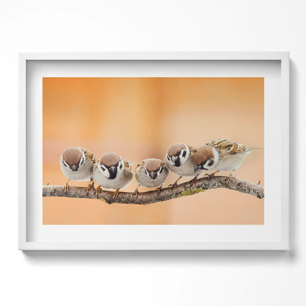 Kép keretben Cinkék egy ágon