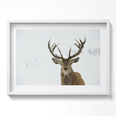 Kép keretben Szarvas hóban impozáns agancsokkal
