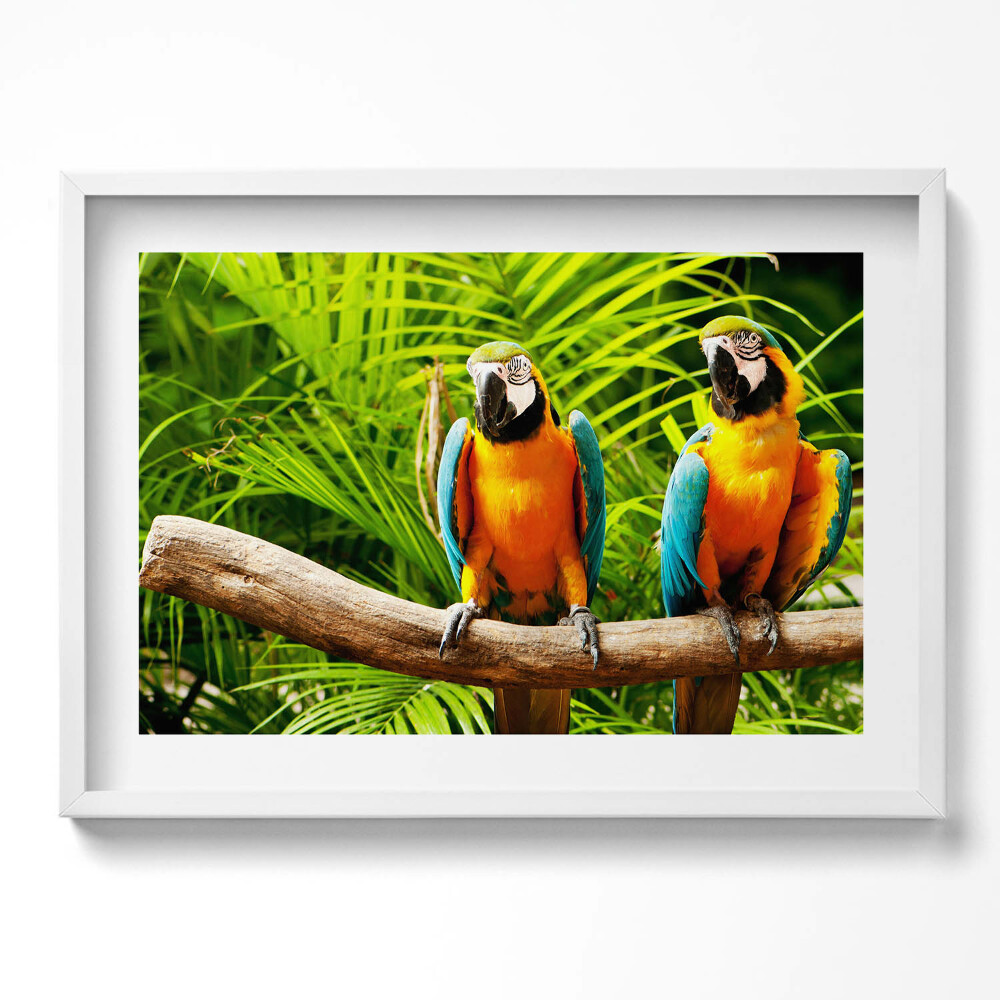 Kép keretben Két színes papagáj zöld háttér előtt