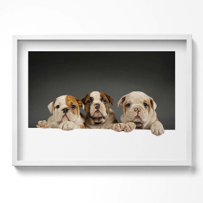 Kép keretben Kutyák arca barátságos kifejezéssel