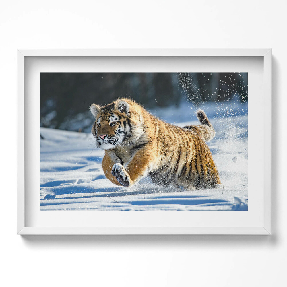 Kép keretben Futó tigris a hóban