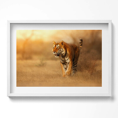 Kép keretben Tigris a fűben