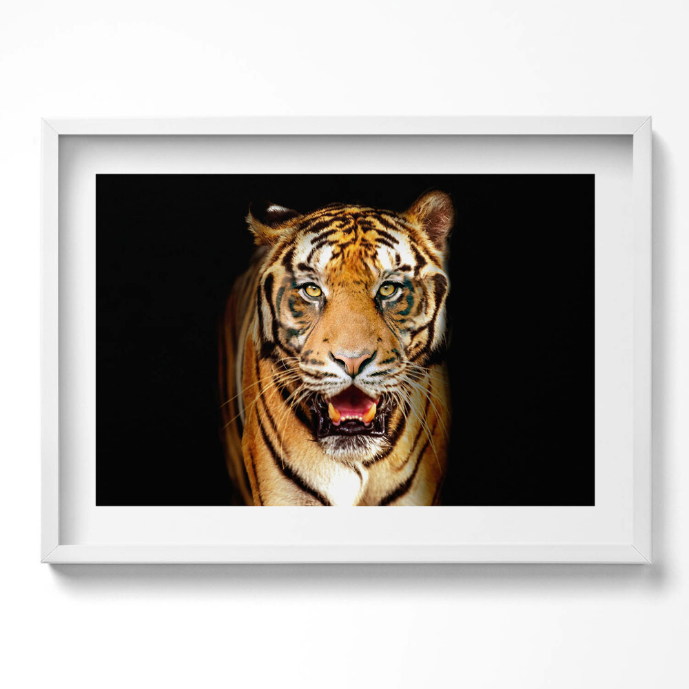 Kép keretben Tigris arca intenzív tekintet