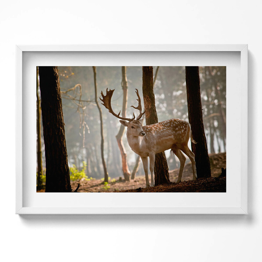 Kép keretben Szarvas az erdőben