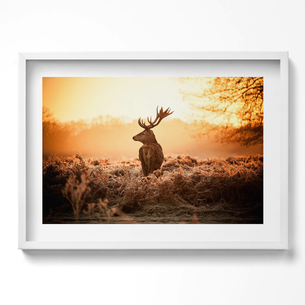 Kép keretben Szarvas naplementében