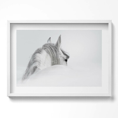 Kép keretben Fehér ló profilja