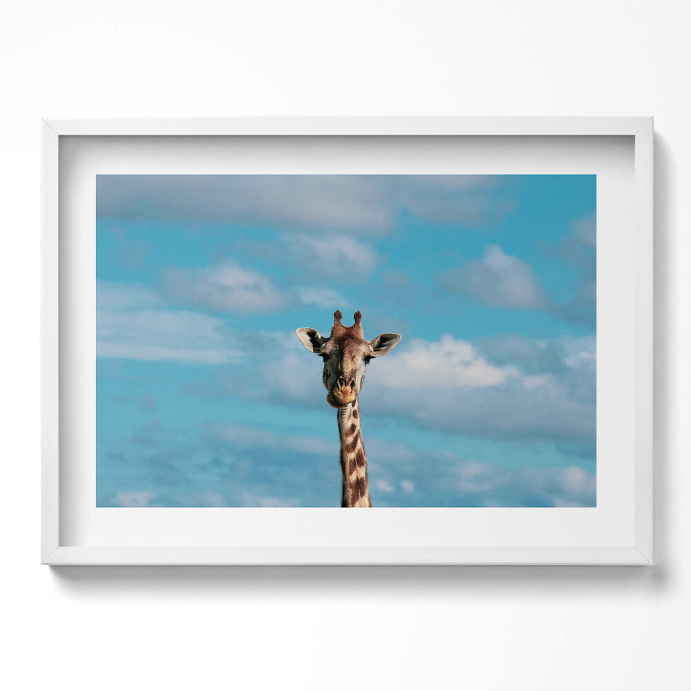 Kép keretben Zsiráf arcképe kék háttérrel