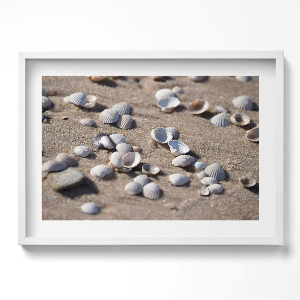 Kép keretben Héjhéjak tengerparti homokban