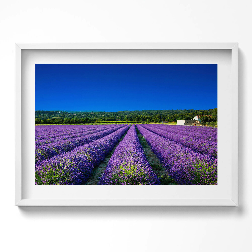 Kép keretben Levendulamezők kék éggel