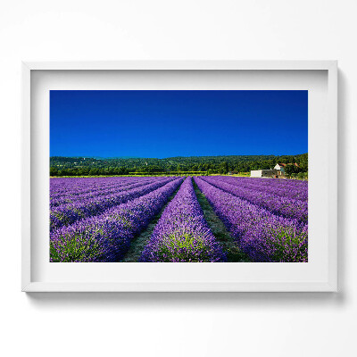 Kép keretben Levendulamezők kék éggel