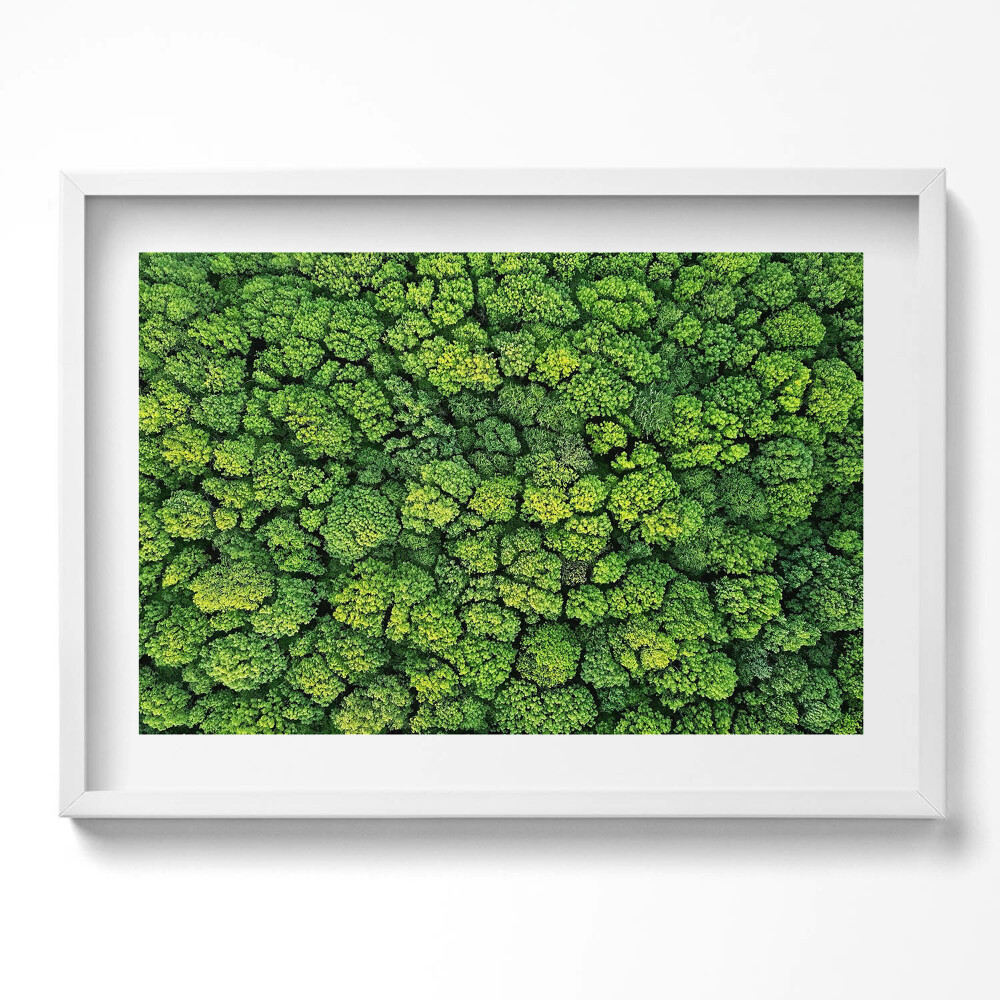 Kép keretben Zöld erdő lombkoronája