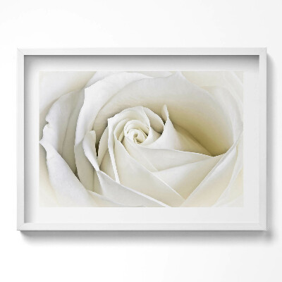 Kép keretben Fehér rózsa közeli képe