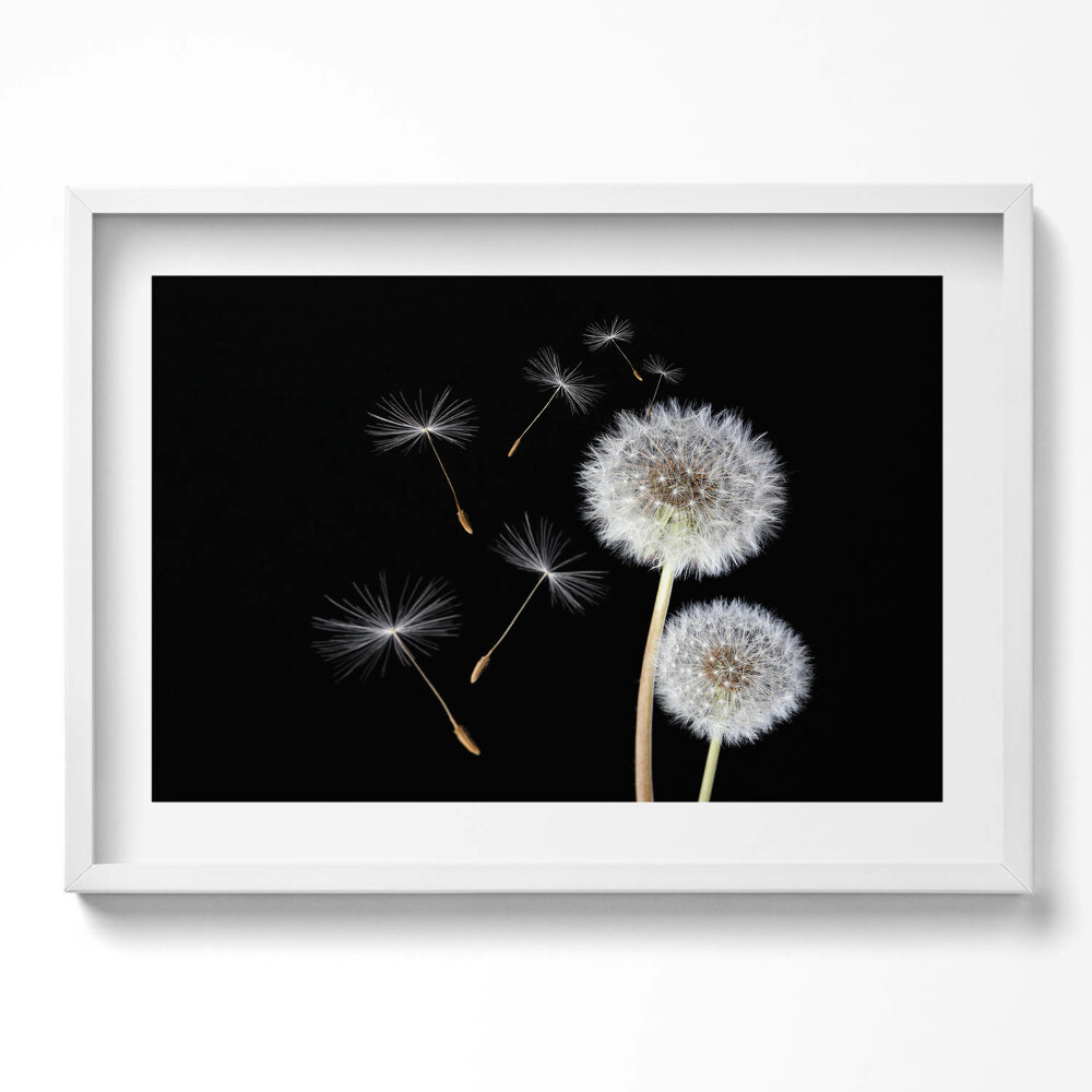 Kép keretben Pipacsok és lebegő magok