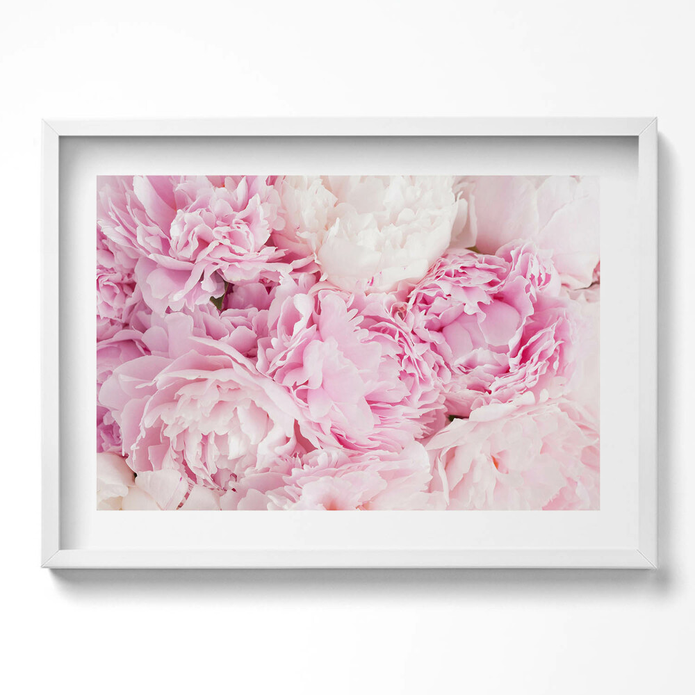 Kép keretben Rózsaszínű pézsmaboglárkák virágai