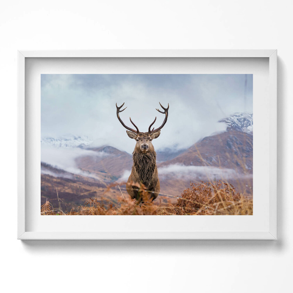 Kép keretben Szarvas a hegyekben