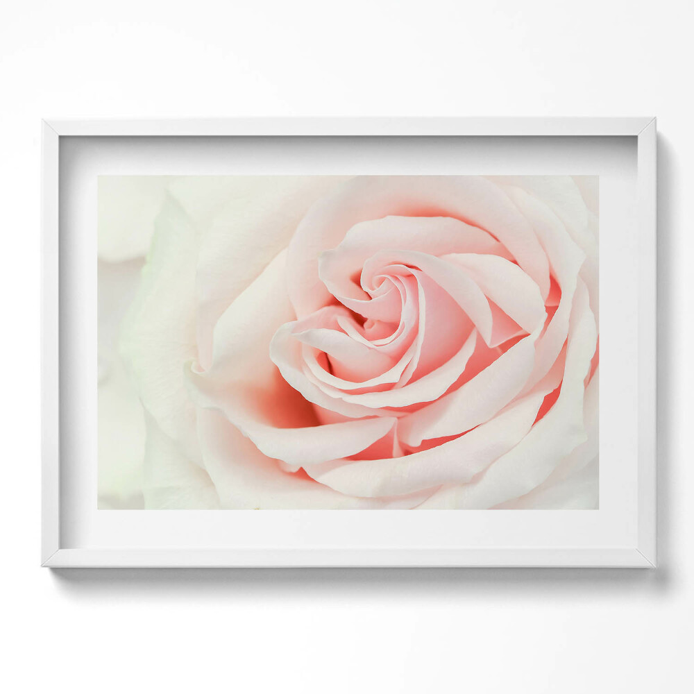 Kép keretben Rózsaszín rózsa közeli képe