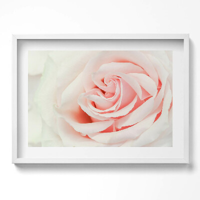 Kép keretben Rózsaszín rózsa közeli képe