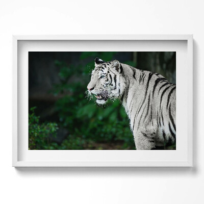 Kép keretben Fehér tigris profilja