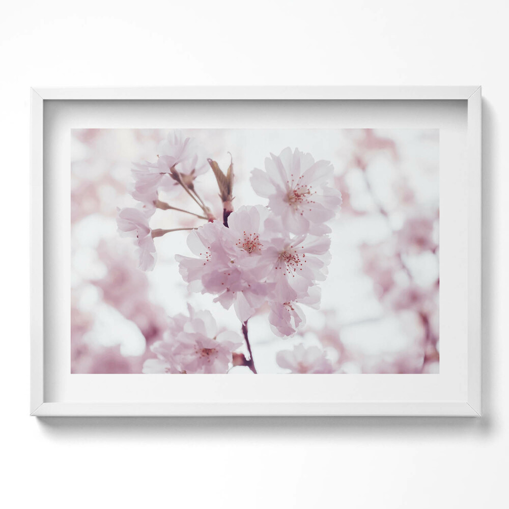 Kép keretben Cseresznyevirágok ága