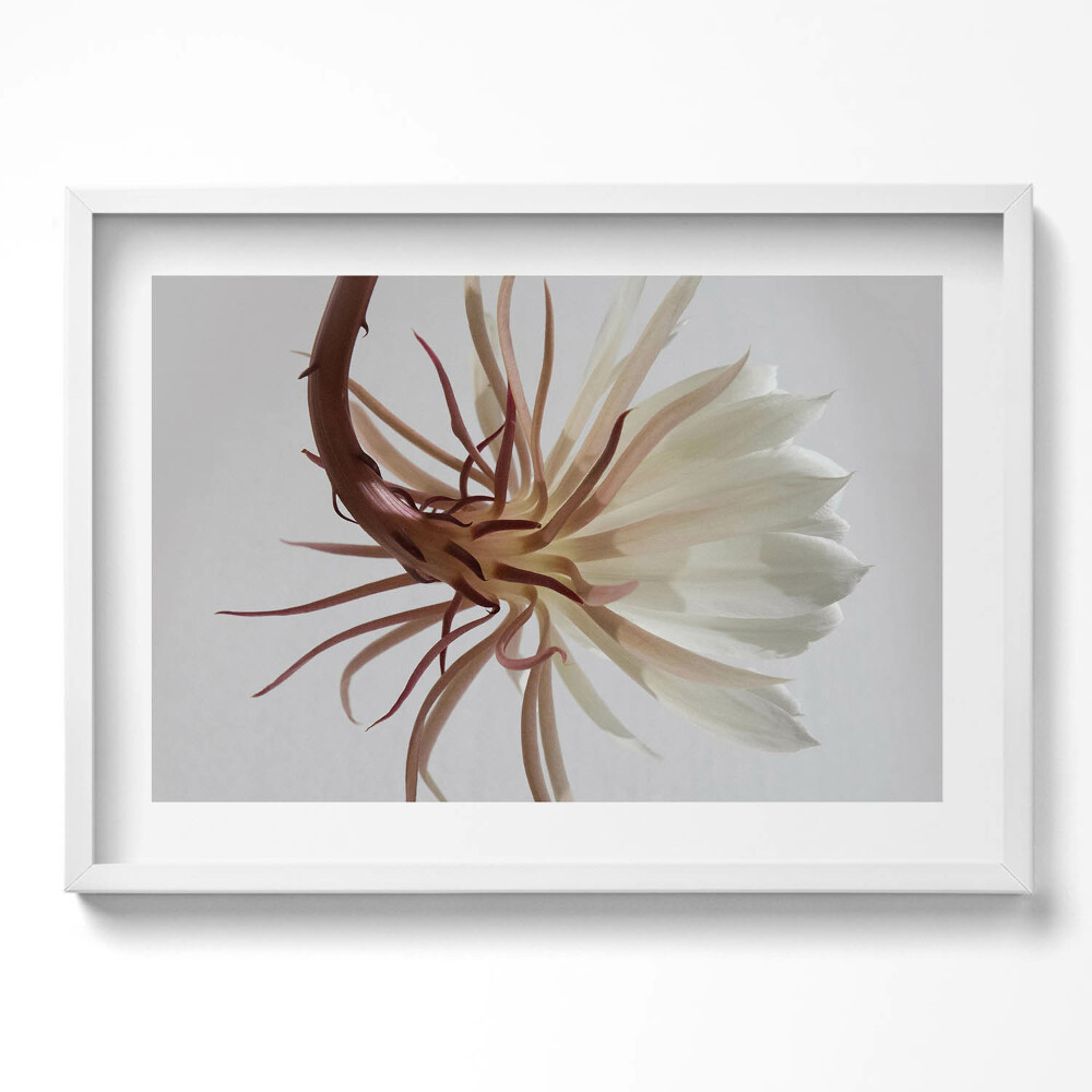 Kép keretben Fehér virág hosszú szirmokkal