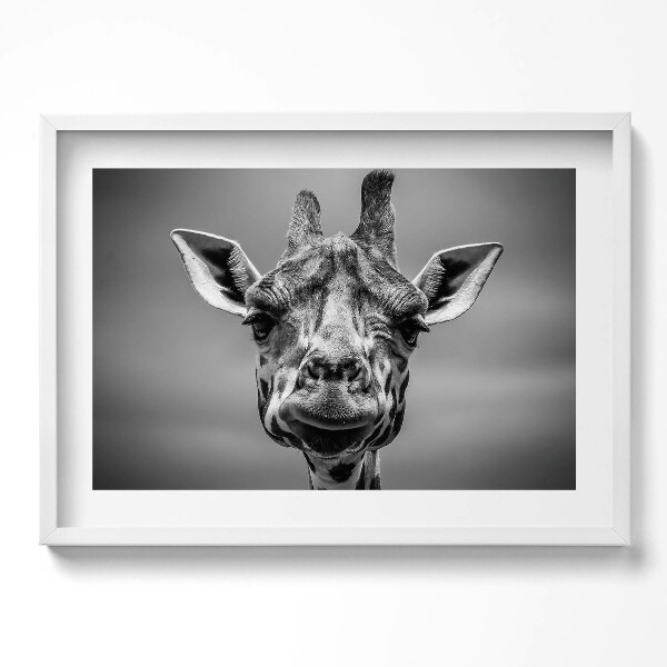 Kép keretben Giraffe portré fekete-fehérben